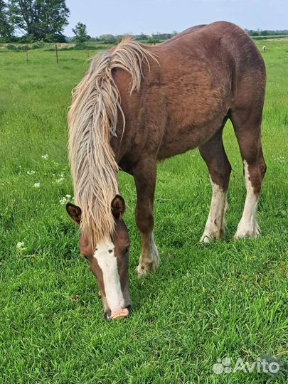 Лошади тяжеловозы