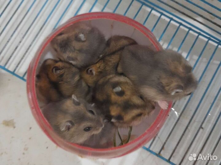 Джунгарский хомяк
