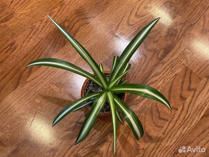 Хлорофитум