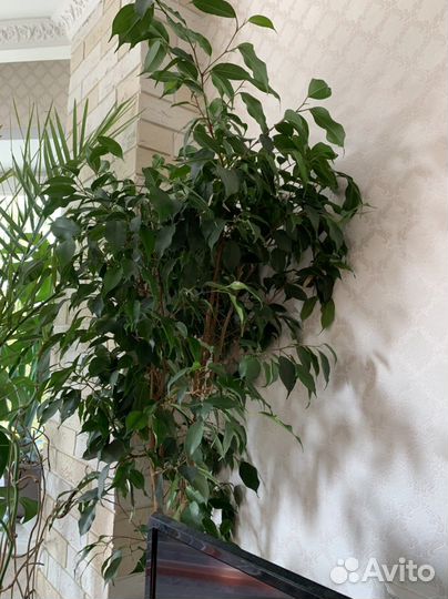 Бенджамина