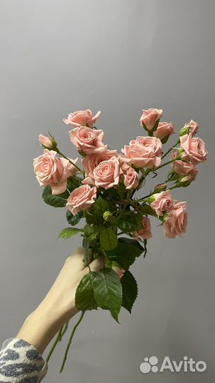 Розы кустовые/йошкар-ола/доставка