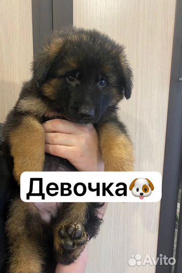 Щенки немецкой овчарки
