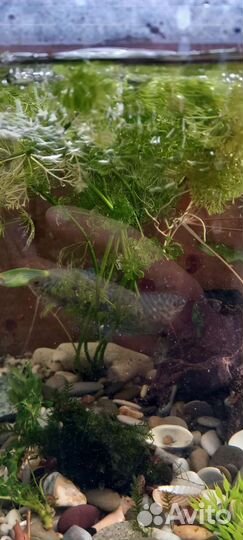 Аквариум с рыбками