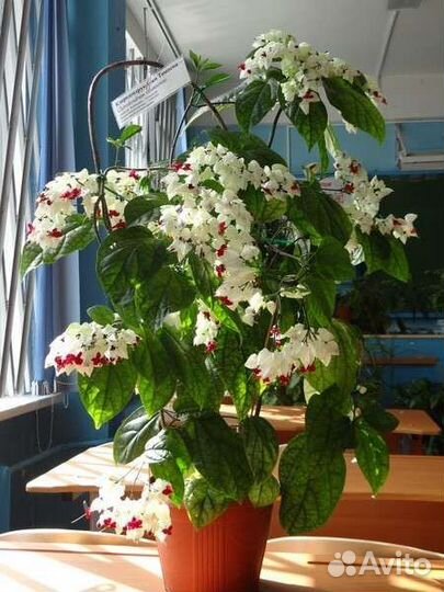 Клеродендрум томпсон