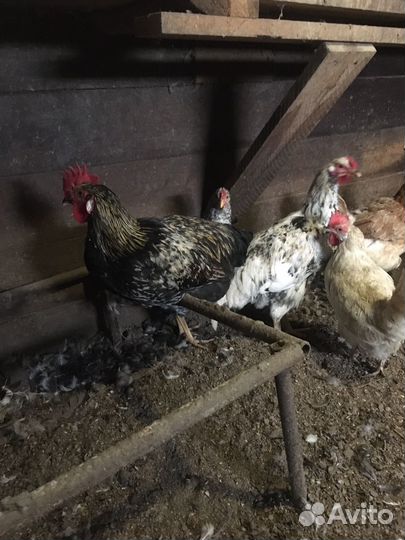 Молодые петухи