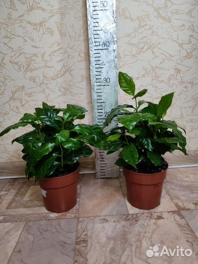 Кофе Арабика