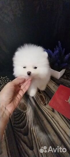 Щенки шпица мини