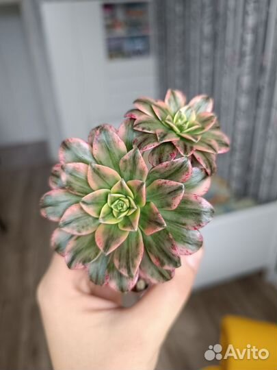 Eonium Bronze medal variegated (