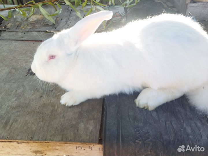 Кролик самец