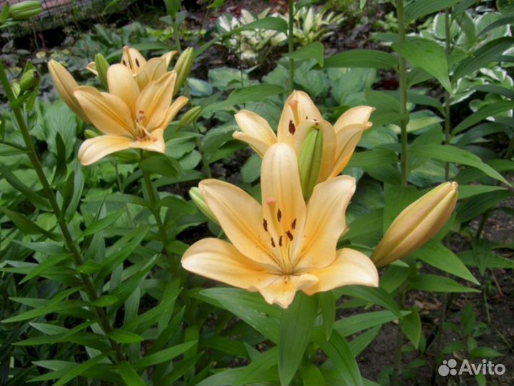 Лилия саженцы Кантелло