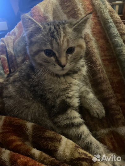 Кошка