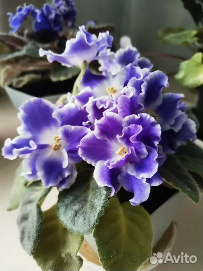 Фиалки цветущие в горшке