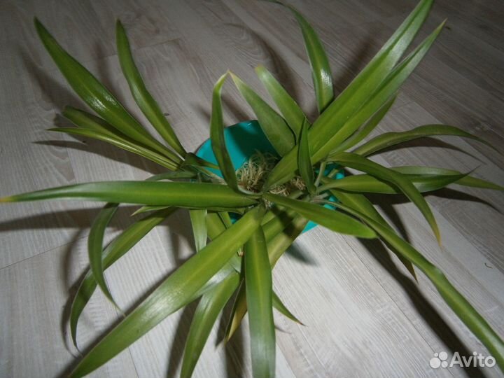 Детки хлорофитума