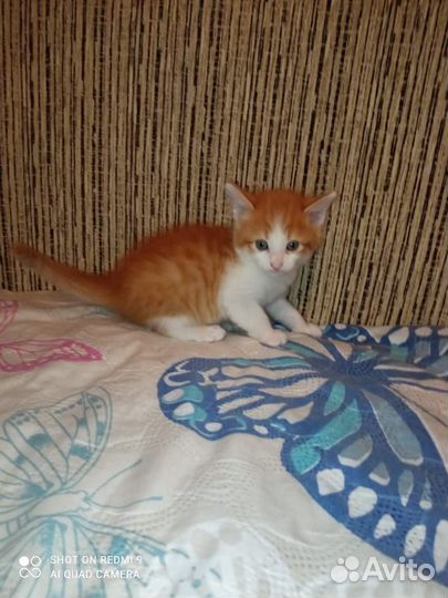 Кошка