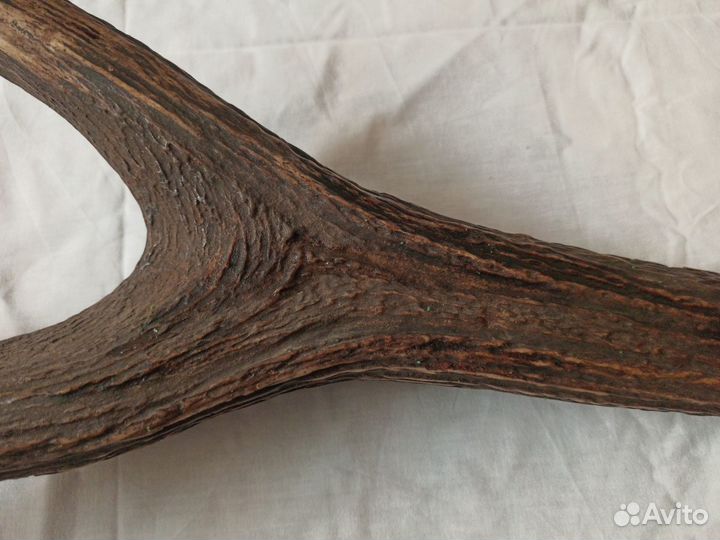 Рога оленя натуральные