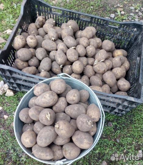 Семенной картофель