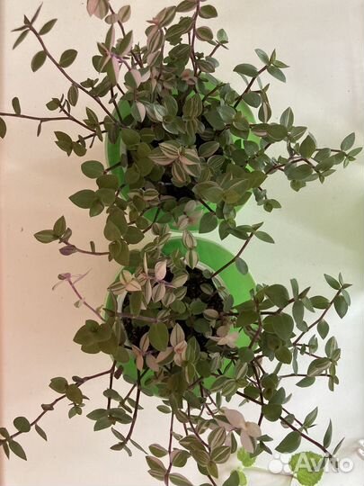 Каллизия Бьянка и Розовая пантера