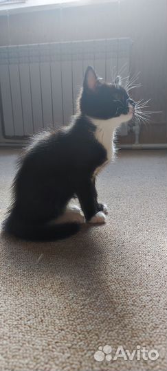 Котята в самые добрые руки