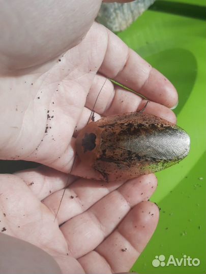 Кормовые насекомые