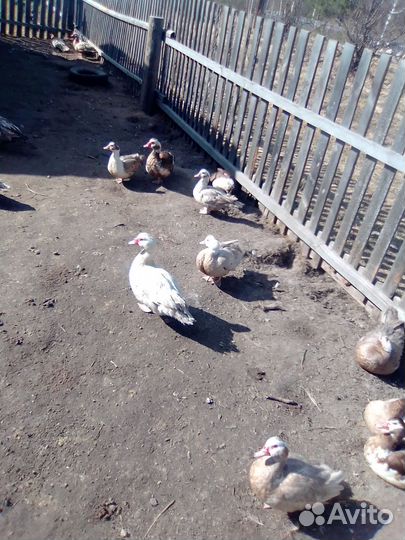 Индоутка мускусная утка