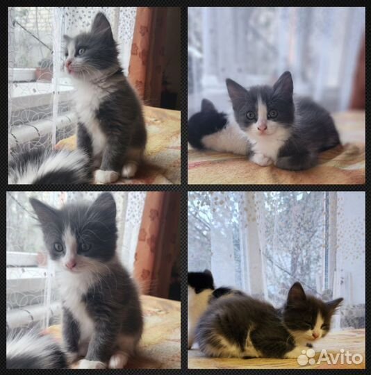Котята в добрые руки