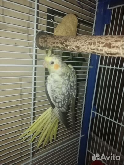 Птенцы Кореллы