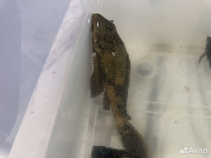 Сом порчовый