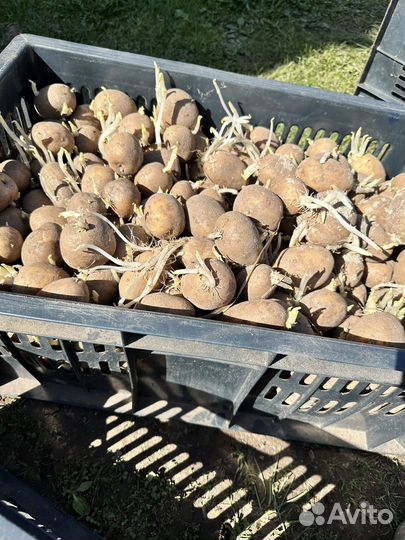 Картофель на посадку