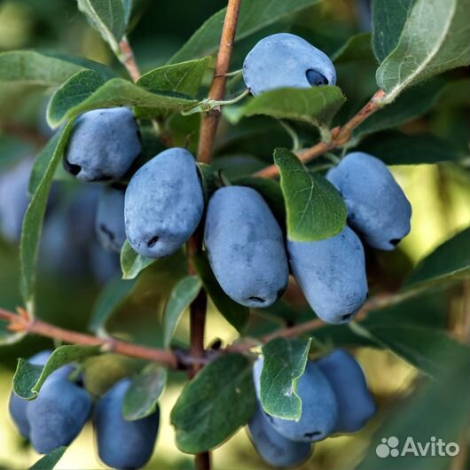 Жимолость Тундра, саженцы окс, питомник Сады Урала