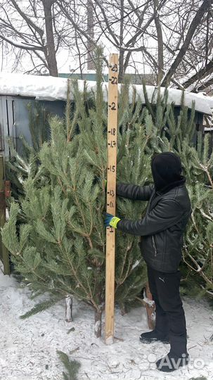 Сосна новогодняя / Ёлка новогодняя /Ёлка в кадке