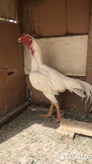 Бойцовые петухи