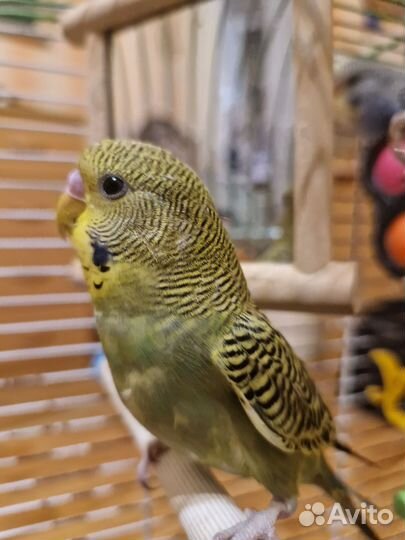 Волнистый попугай