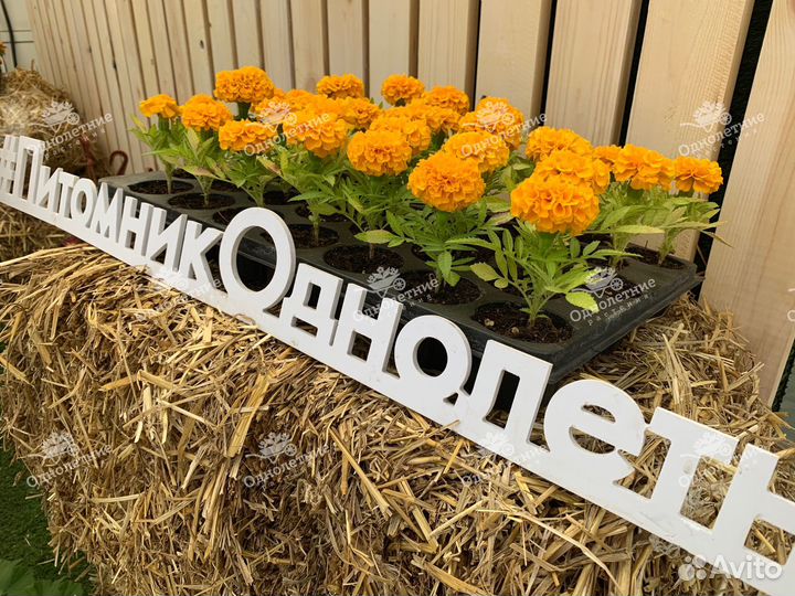 Рассада / Бархатцы прямосточие