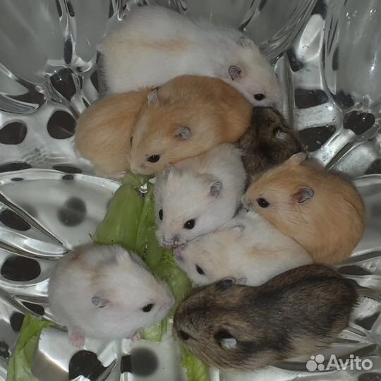 Мандариновый джунгарский хомяк