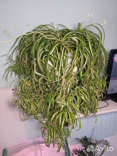 Хлорофитум кудрявый