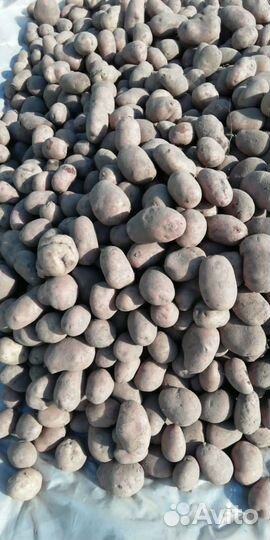 Картофель в мешках