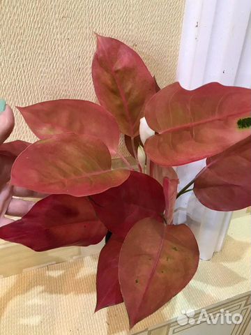 Аглаонема Cochin Terracotta(Оранж)