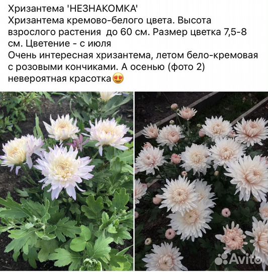 Хризантема многолетняя средняя