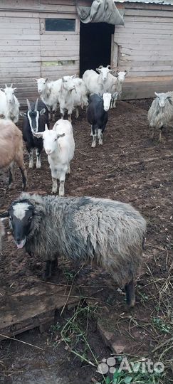 Козы бараны породы
