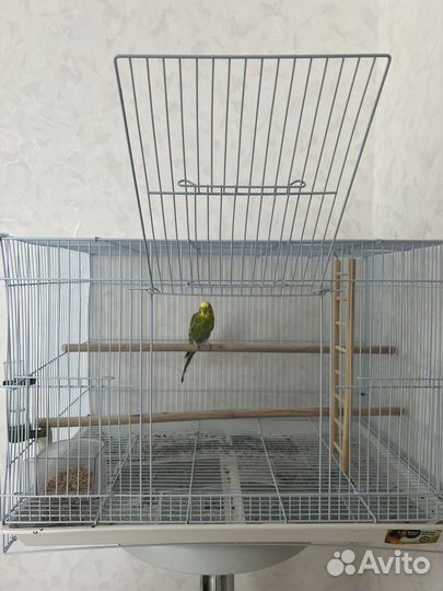 Волнистый попугай ручной