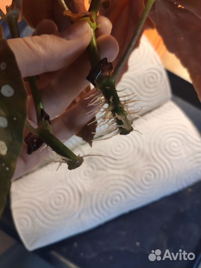 Бегония макулата полька дот