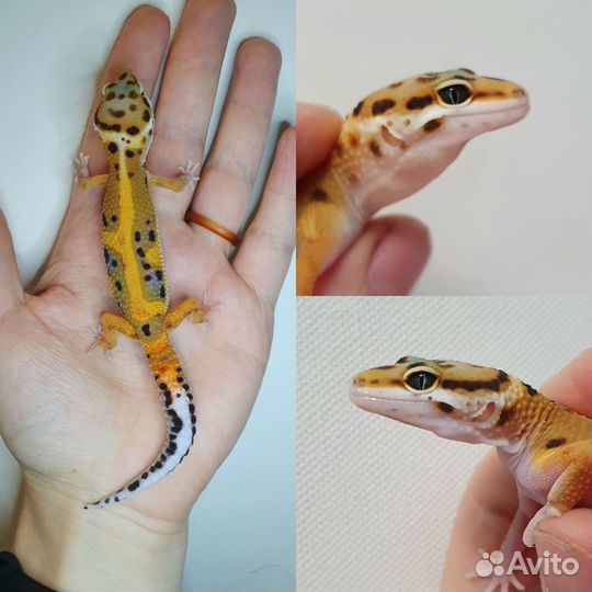 Эублефары сезон 2023