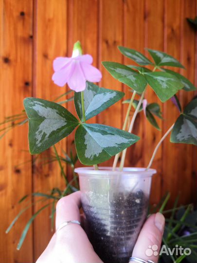 Кислица-оксалис- 