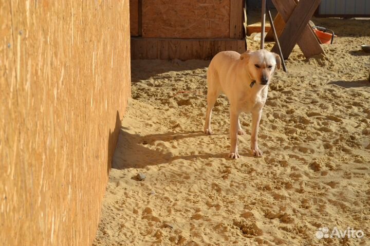 Белка ищет дом