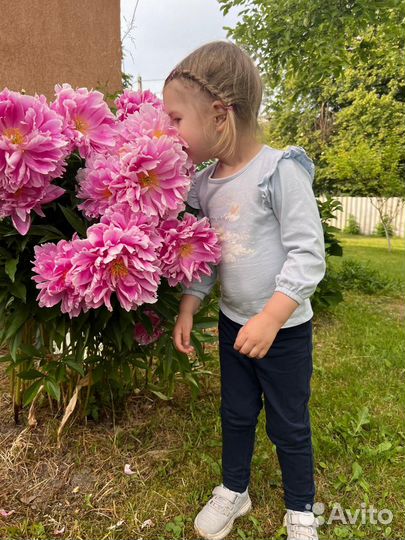 Корни пиона розовые