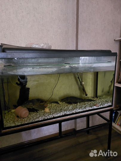 Продаю аквариум 200 литров вместе с рыбами