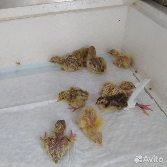 Перепела разных возрастов и пород