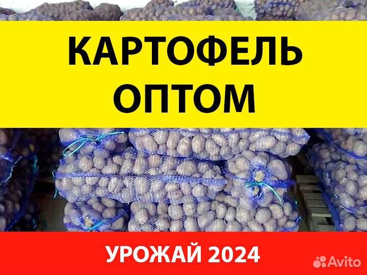 Картофель оптом от производителя