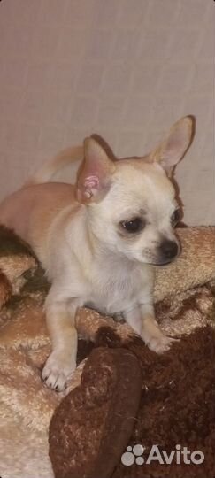 Вязка чихуахуа