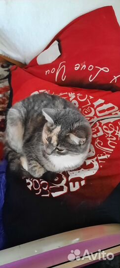 Отдам кошечек